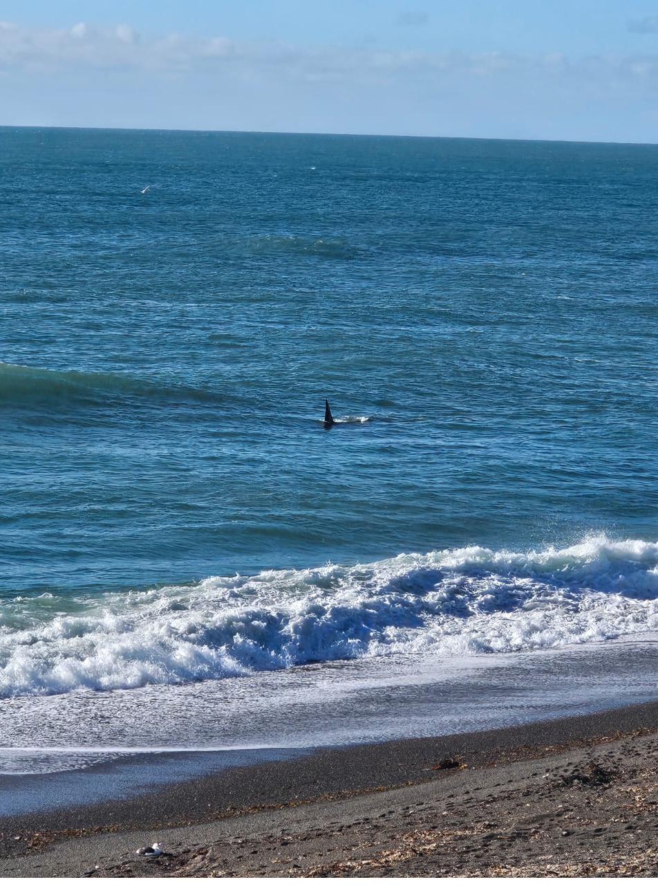 Ballena franca austral en el Golfo Nuevo de Puerto Madryn
